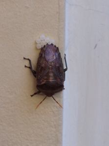 Beetle laying eggs on the wall at the hotel in Cambodia