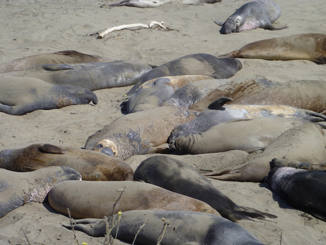 San Simeon Elephant Seal Colony