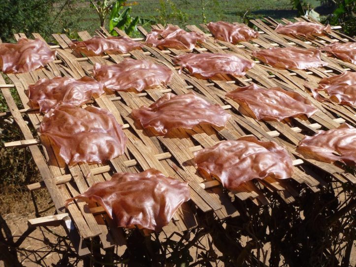 Some type of snack drying in the sun